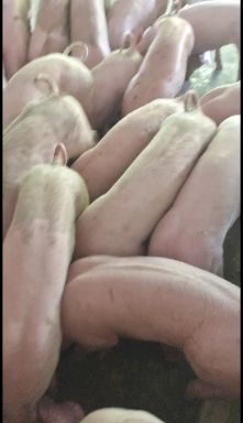 三元猪  外三 三十到一百斤左右的正宗外三大量现货