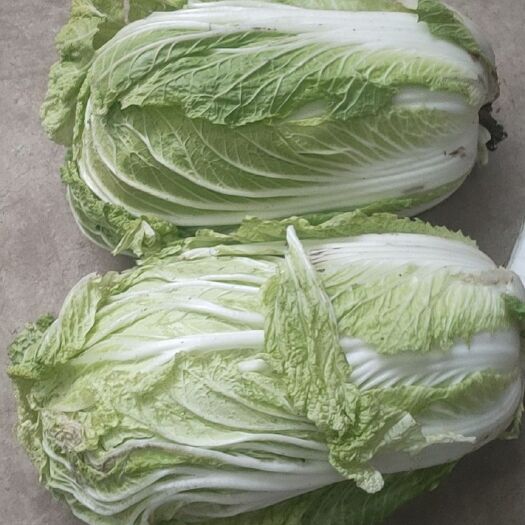 周至县青杂三号白菜 