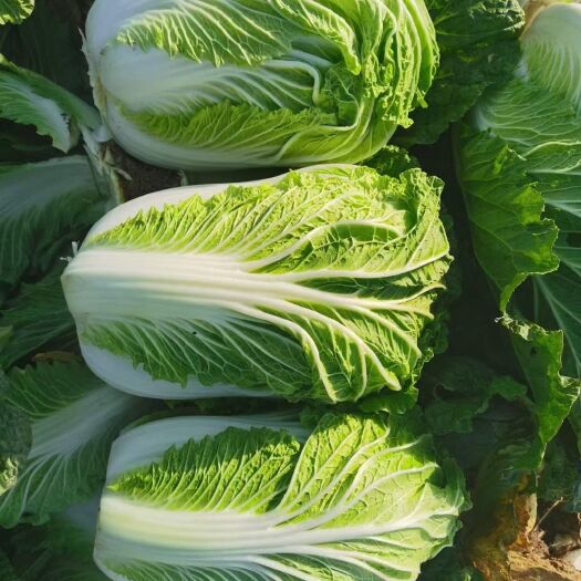 夏邑县青杂三号白菜 青杂白菜