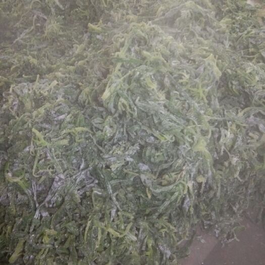 柘城县 需要面条菜