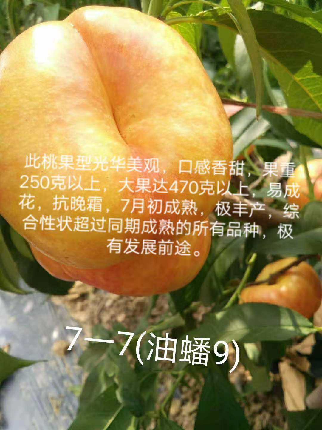 黄金油蟠桃苗 1公分以上