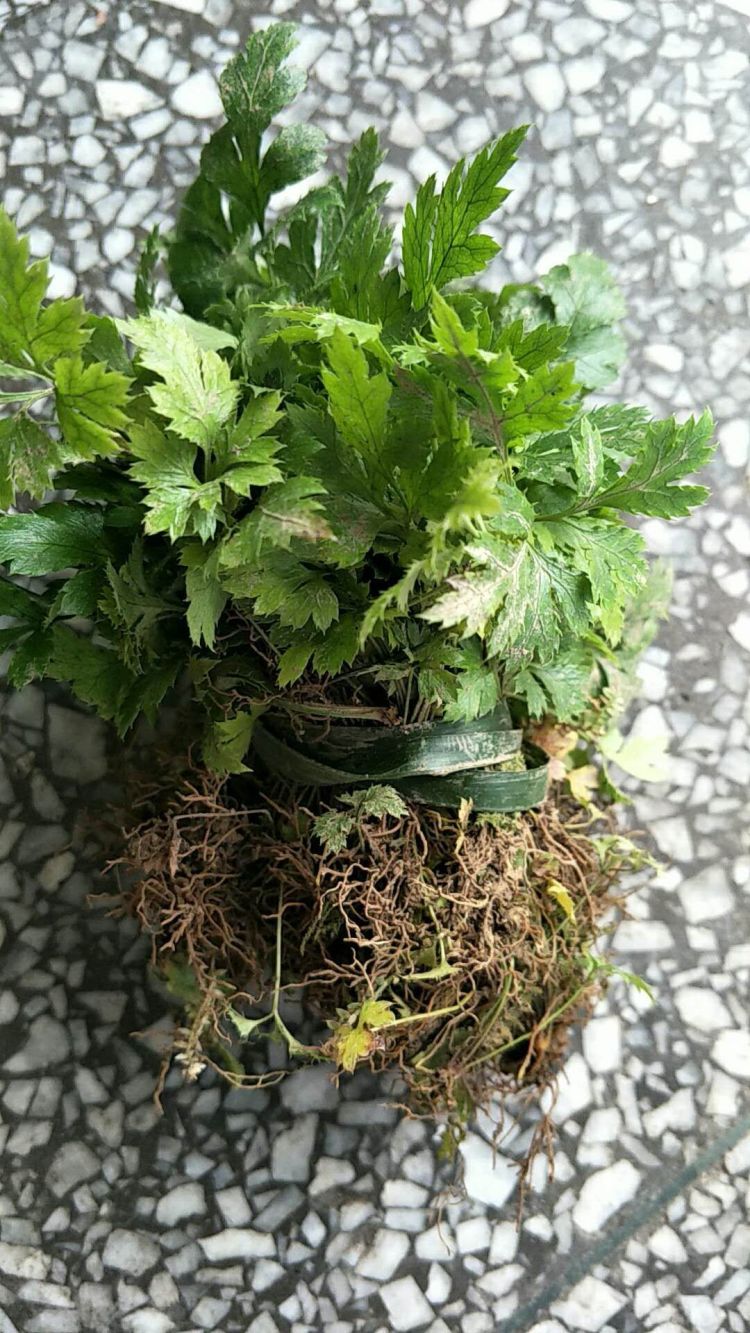 供应鸡爪连黄连种苗川连苗黄连苗子两年苗龄