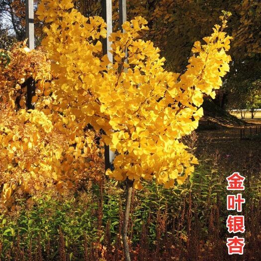 郯城县金叶银杏树苗【速生生长速度快】叶子有绿变黄漂亮极了