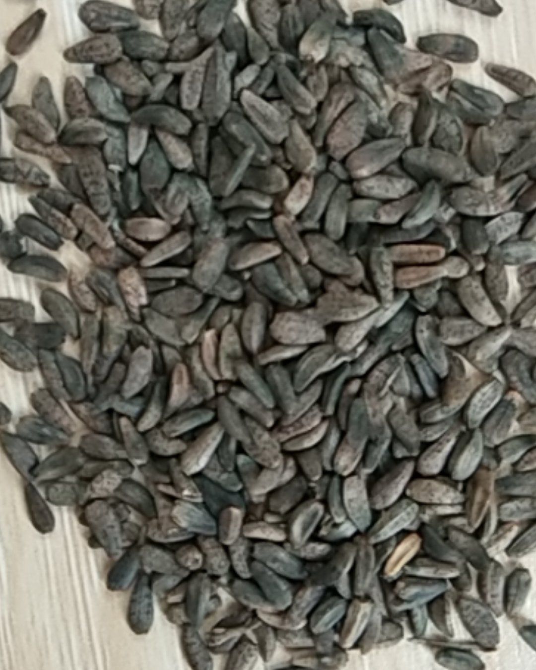 牛大力种子  新产大力子种子 牛蒡子 大力子 ，量大包邮