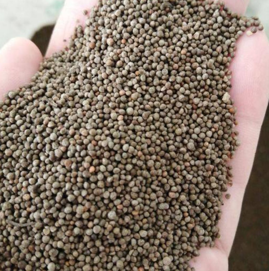 出售新产单面紫苏种子 双面紫苏种子 紫苏籽 ，多购包邮！