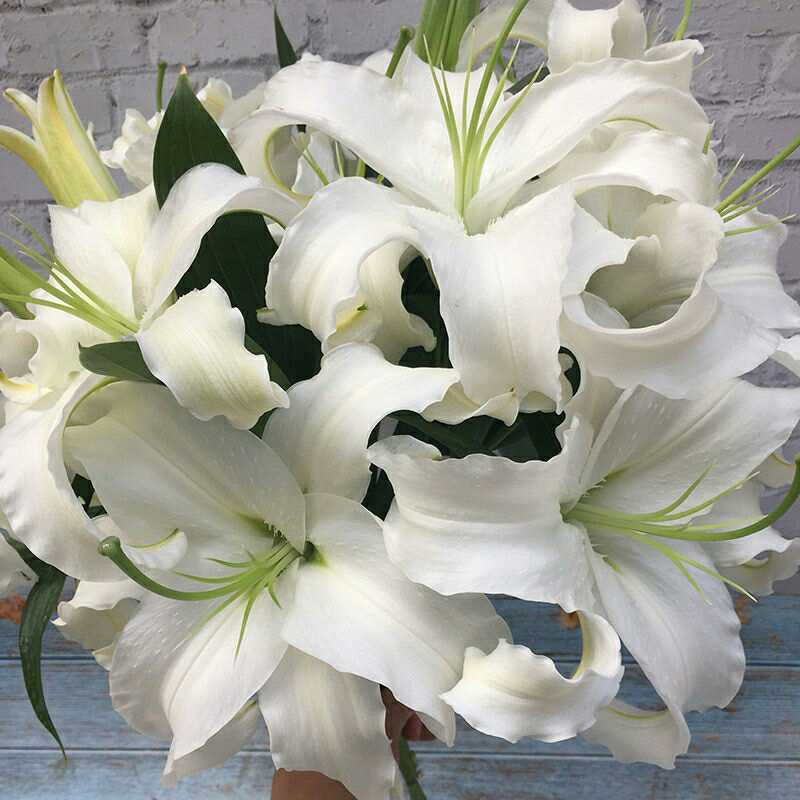 全新鲜花云南基地直发家用水养花束香水百合花直批