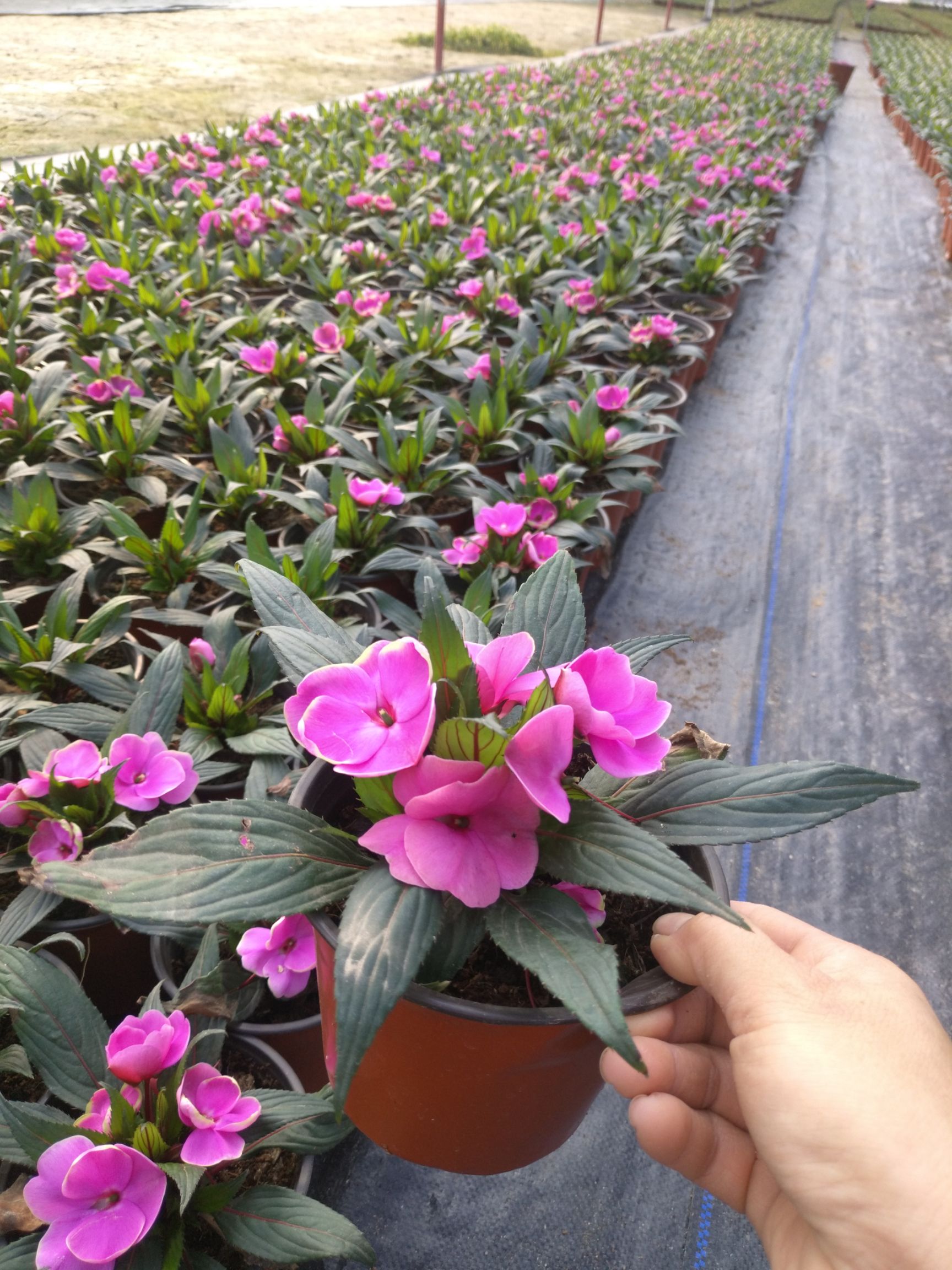 凤仙花 新几内亚凤仙