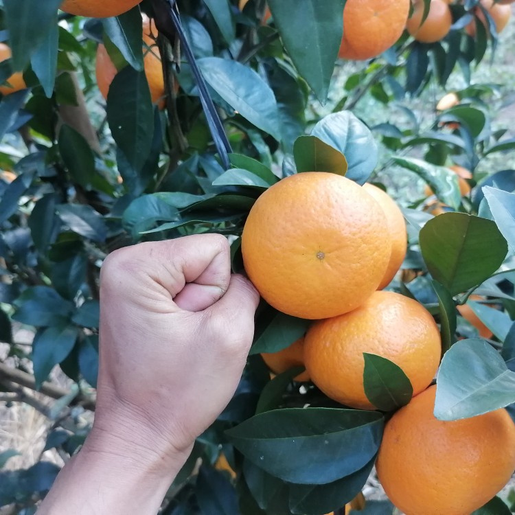 沃柑，老板欢迎来订大园