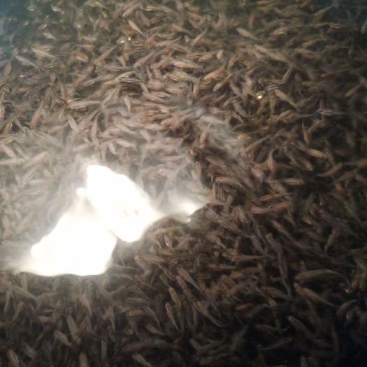 如皋市鲈鱼苗 
