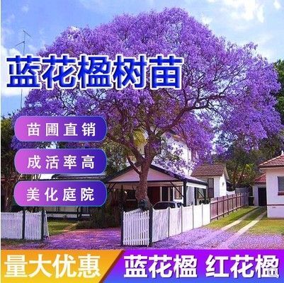 郯城县蓝花楹 珍贵品种树苗 适合南北方种植 成活率高