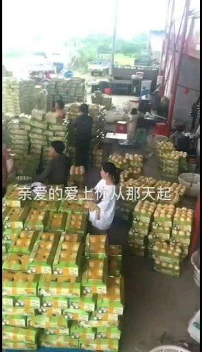 东方蜜甜瓜  东方蜜一号 三门，椒江甜瓜 小白瓜 小蜜 香瓜