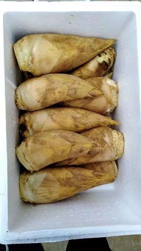 绥宁县现挖小冬笋，嫩而口感鲜美，