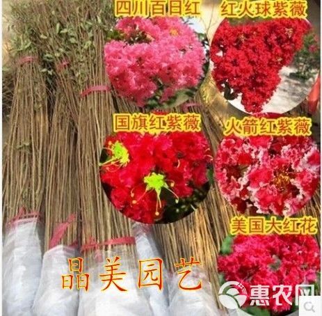 红花紫薇  红火箭紫薇苗【速生生长速度快】适合南北方种植成活