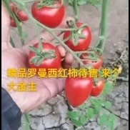 博兴县水果西红柿 弧一以下 