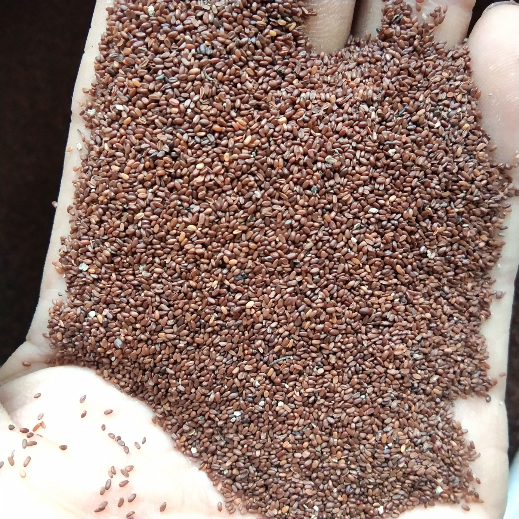 出售新产党参种子 纹党参 ，5斤以上非边远地区包邮！