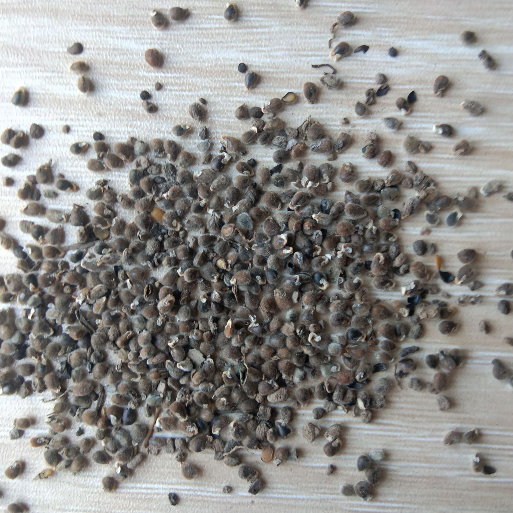 新产中药材远志种子 远志籽 ，10斤以上非边远地区包邮！