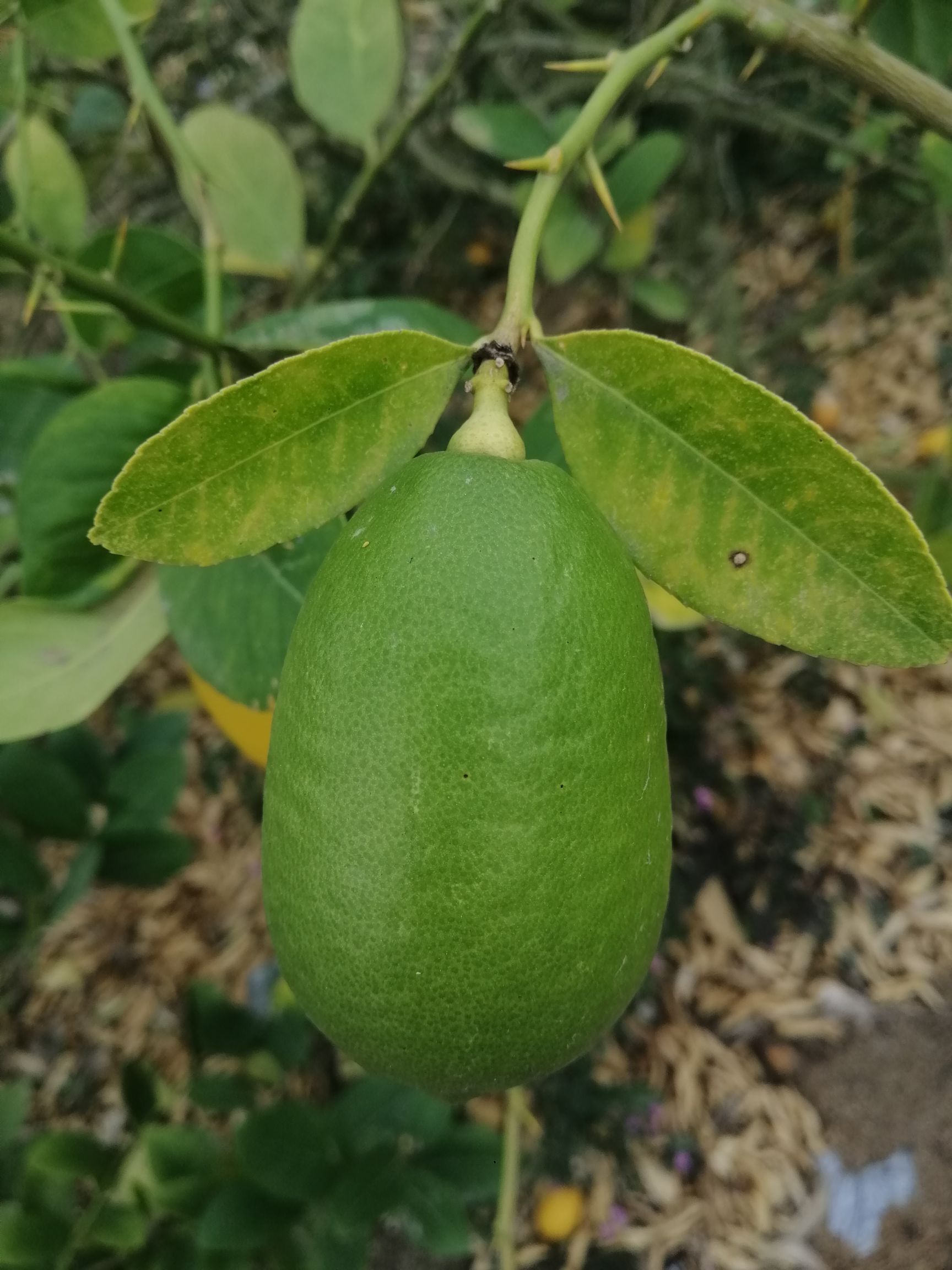 香水柠檬长香水柠檬奶茶店专用大量供应