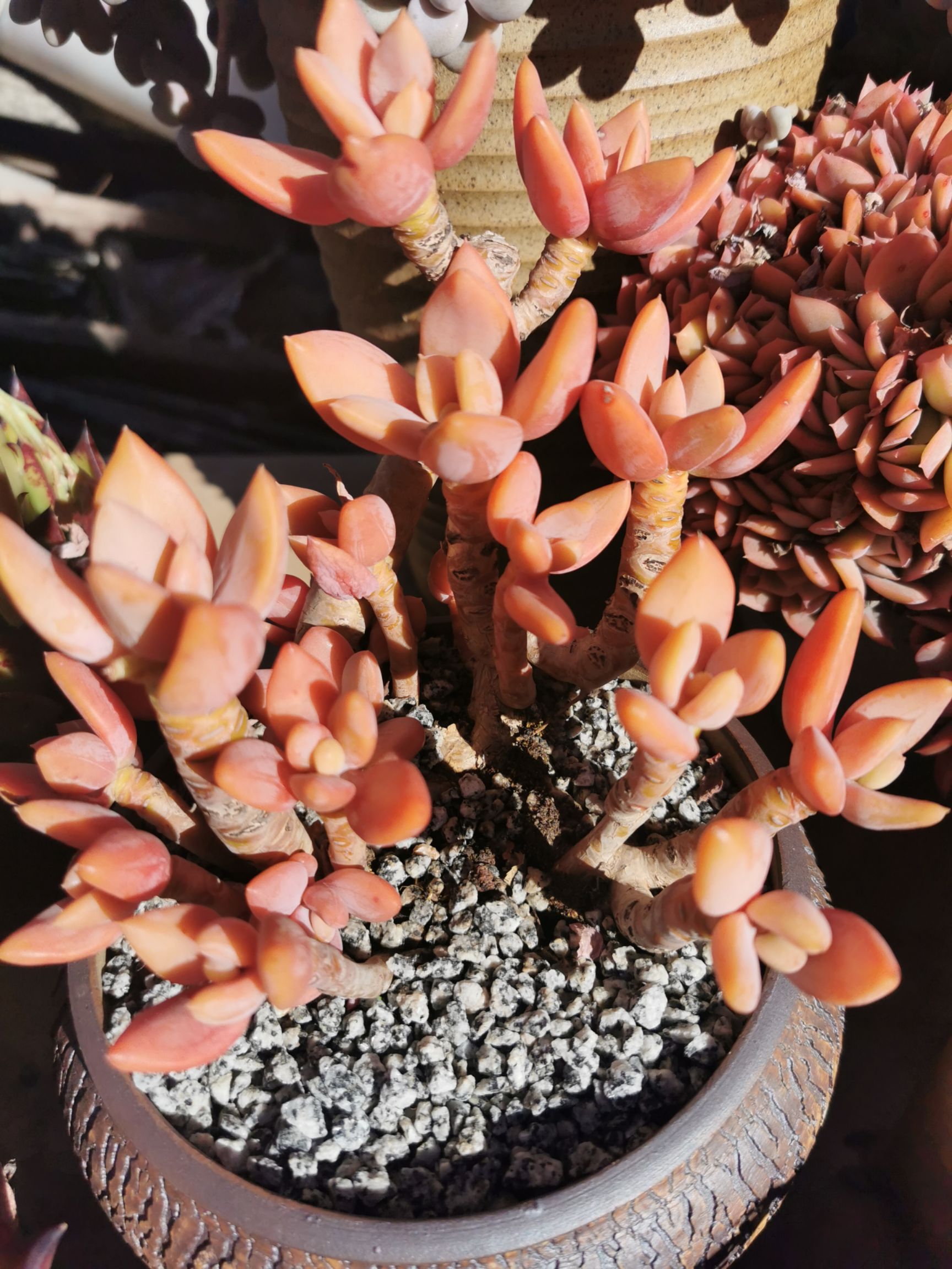 多肉植物芒果美人露天养植
