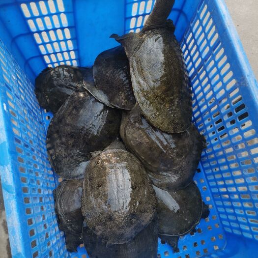 监利市莲藕塘6年以上老甲鱼