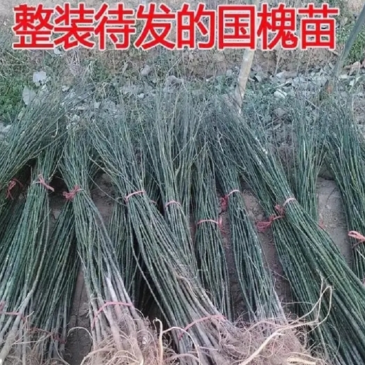 郯城县国槐树苗【速生生长速度快】适合南北方种植成活率高