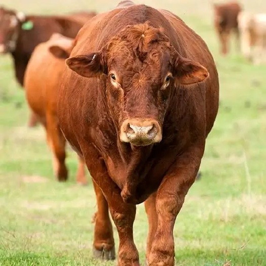 宿松县肉牛繁殖基地现售大小肉牛犊