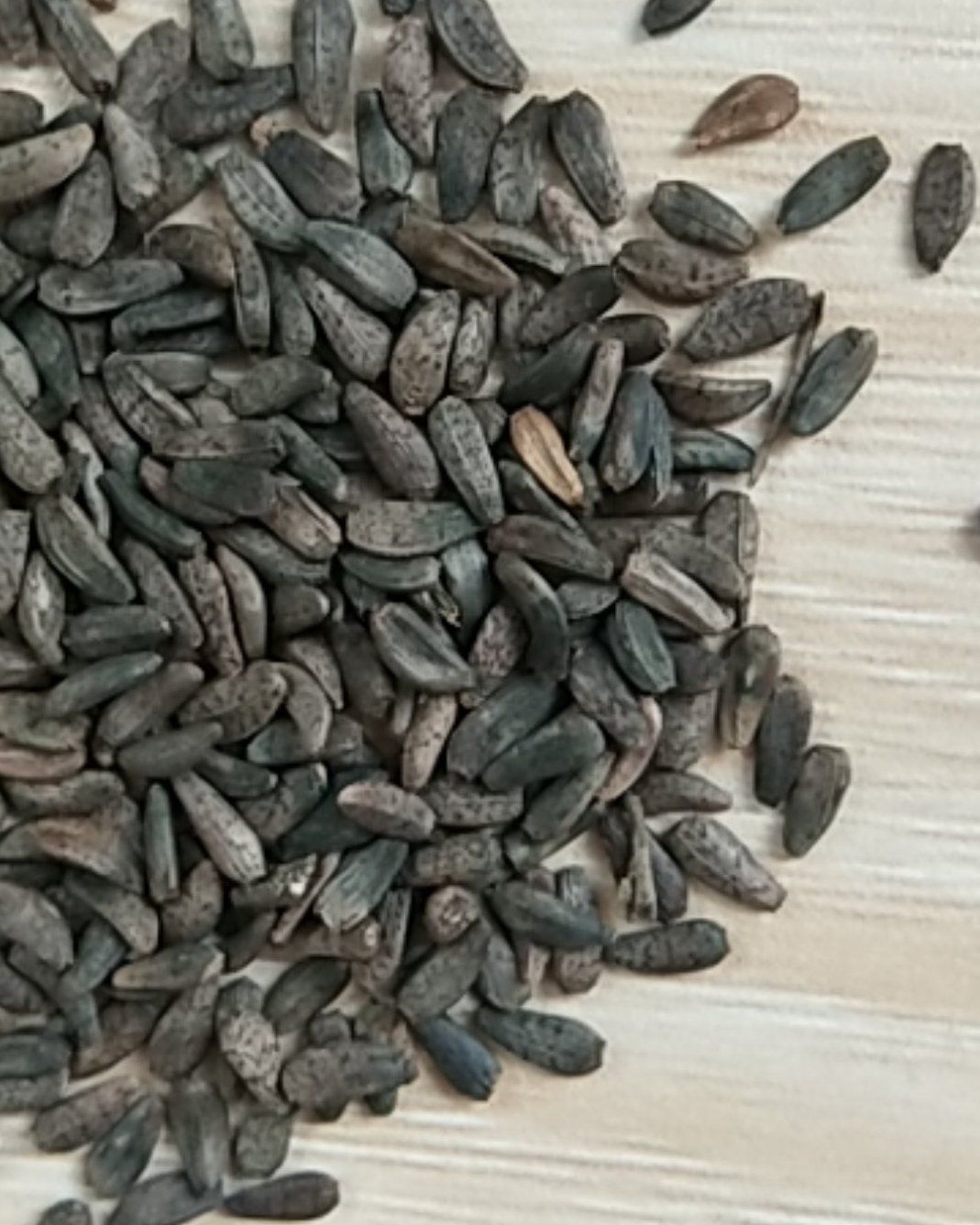 牛大力种子  新产大力子种子 牛蒡子 大力子 ，量大包邮