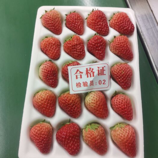 东港市红颜草莓  丹东九九草莓红颜，烘培果，果汁店专用