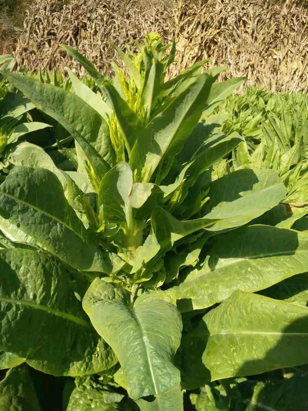 青叶莴笋 高原特色农产品，露天种植，口感香脆爽口。