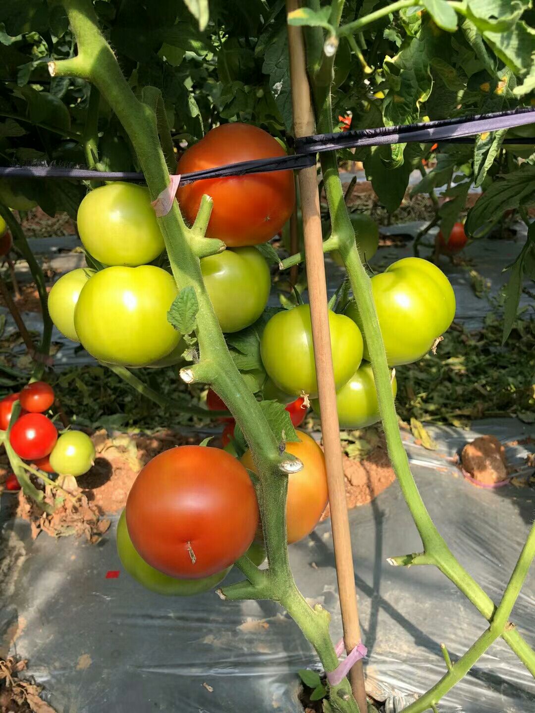 西红柿种子  大番茄种子