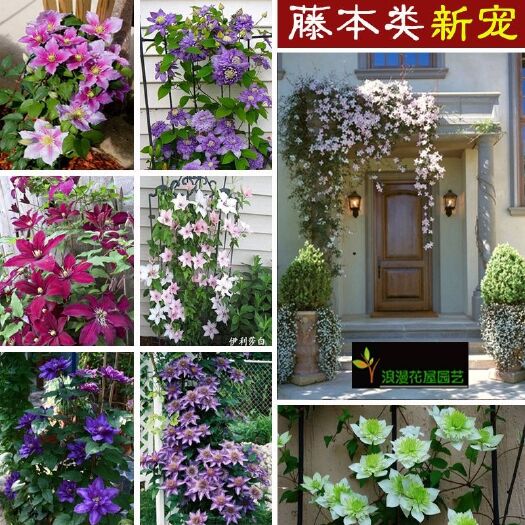 郯城县铁线莲 适合南北方种植【速生生长速度爬藤快】成活率高