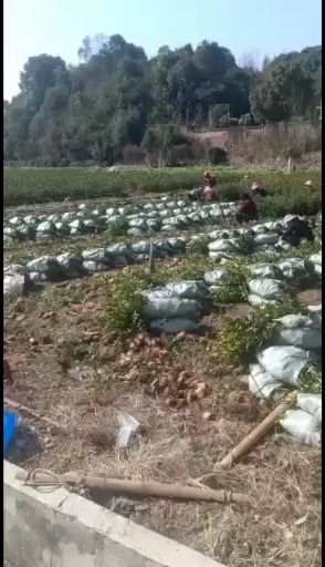 长林4号40号53号3号  长林系列油茶嫁接苗苗子粗壮根糸好