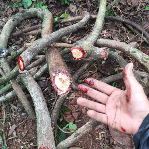 灵山县 新鲜现摘鸡血藤