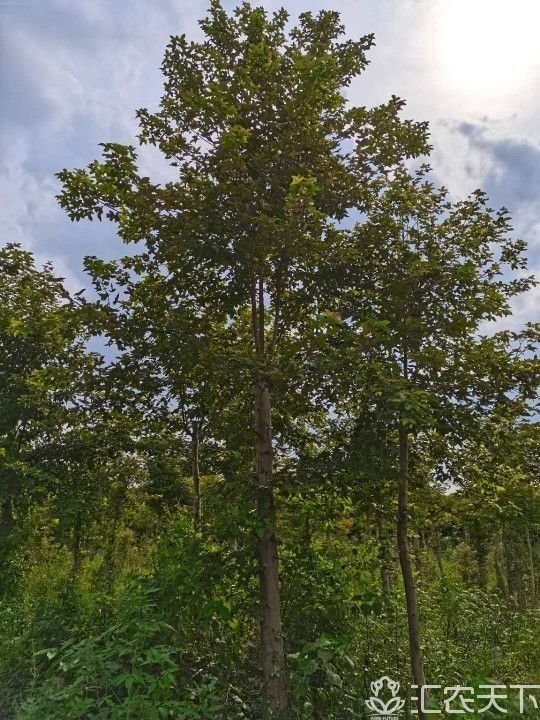 枫香树14/18，规格齐全，欢迎咨询与实地考察。