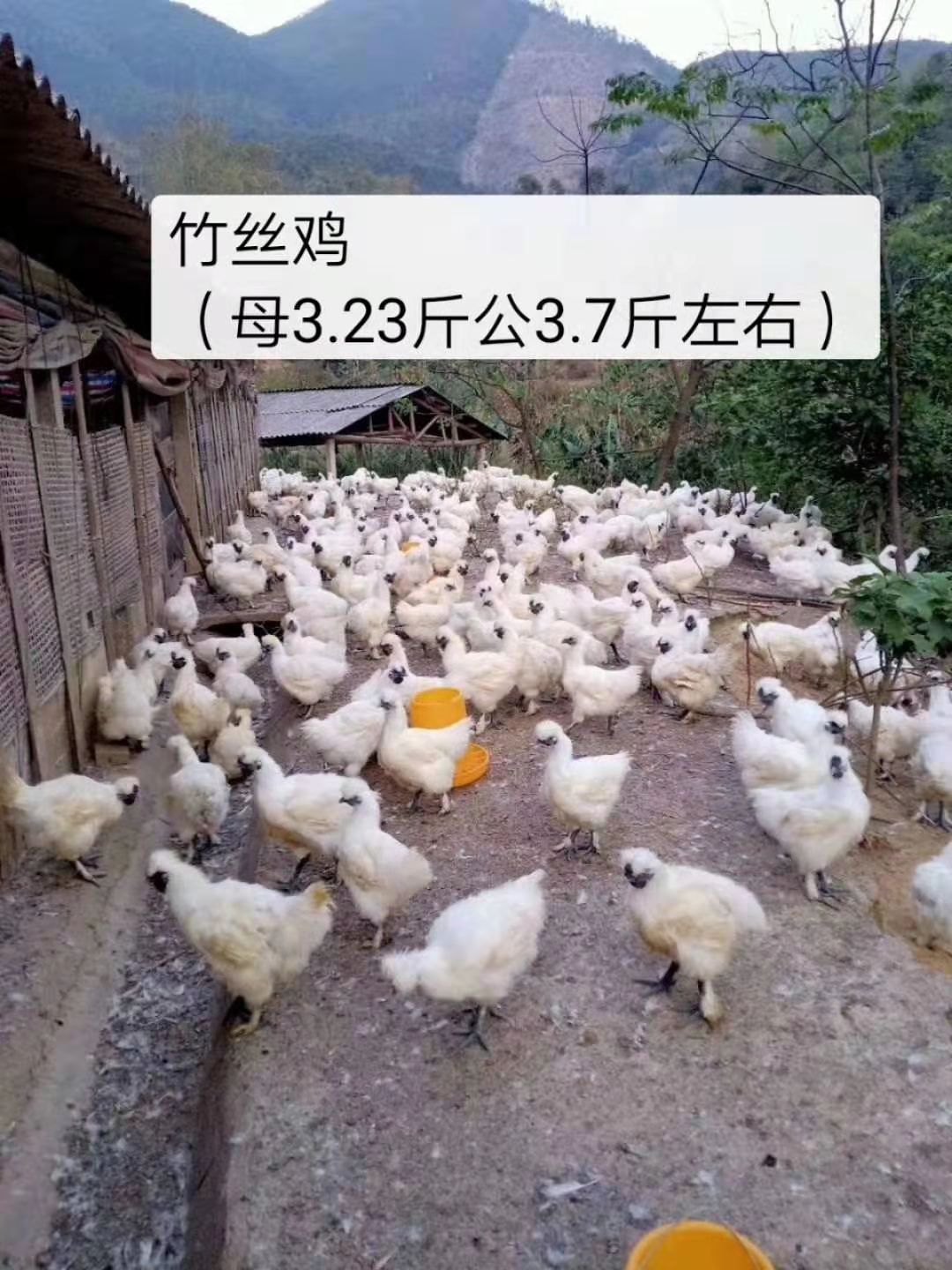  乌鸡