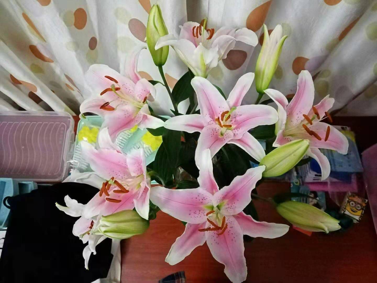 全新鲜花云南基地直发家用水养花束香水百合花直批