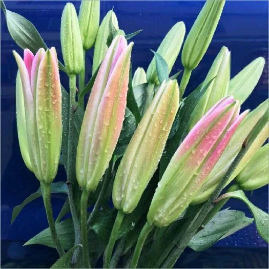 百合切花 全新鲜花云南基地直发家用水养花束速递同城香水百合花直批