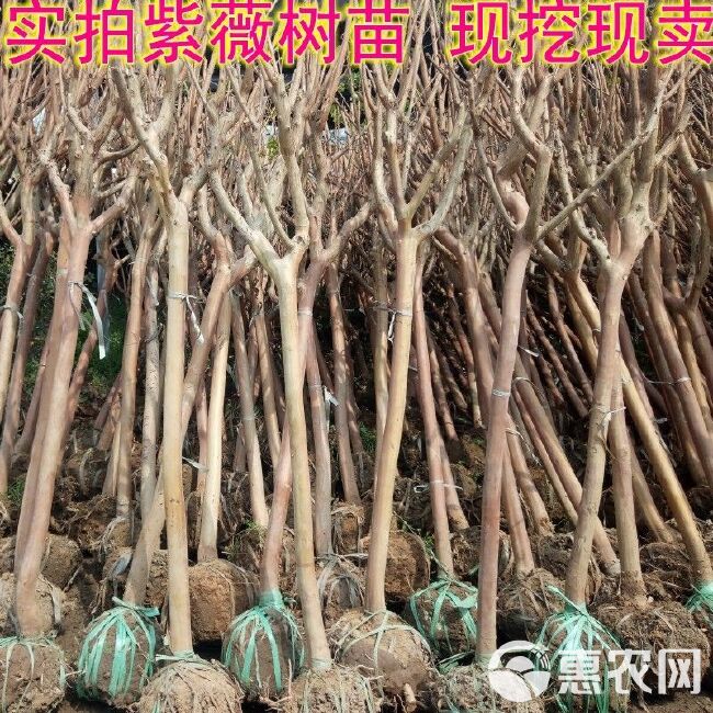 红花紫薇  红火箭紫薇苗【速生生长速度快】适合南北方种植成活