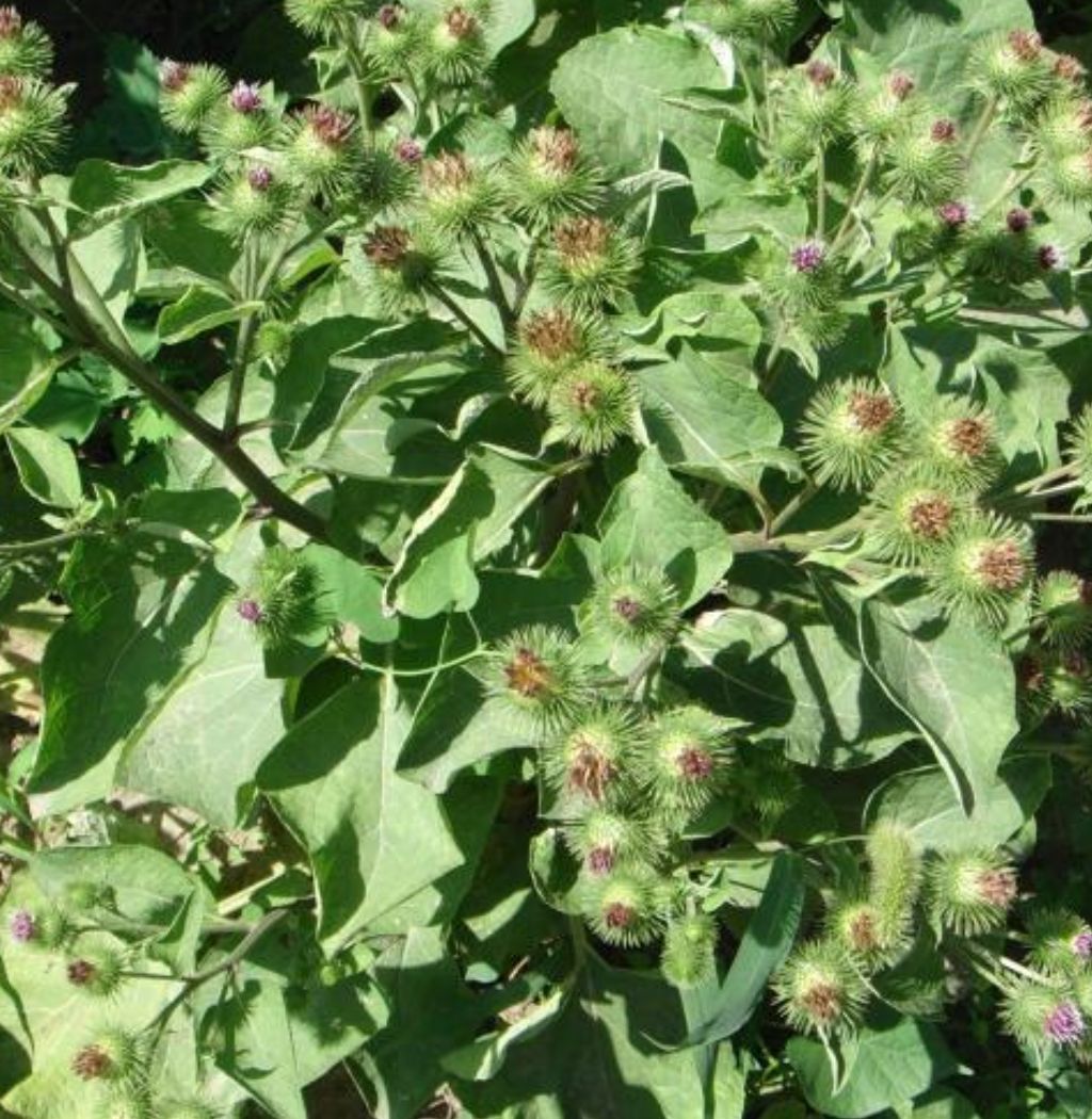 牛大力种子  新产大力子种子 牛蒡子 大力子 ，量大包邮