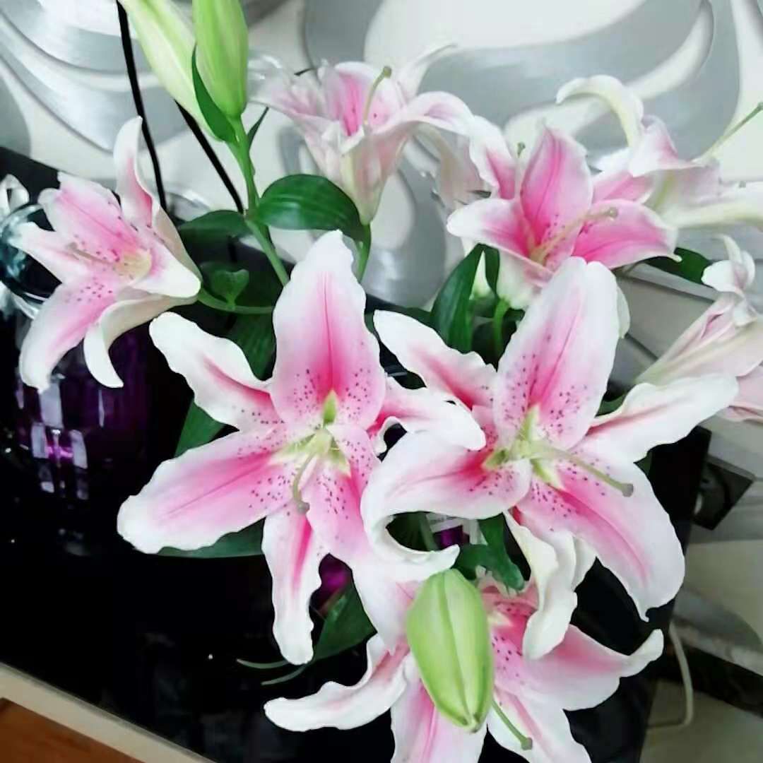 全新鲜花云南基地直发家用水养花束香水百合花直批
