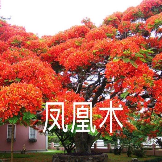 郯城县凤凰木树苗 【适合南北方种植】珍贵名树苗成活率高
