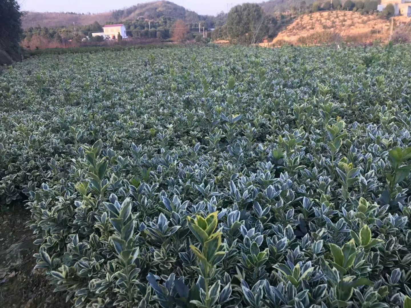 金边黄杨  小毛球冠幅30公分大量供应！