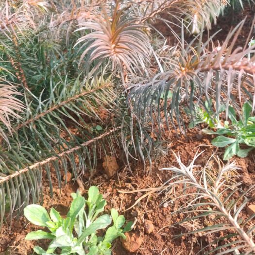 丘北县红心杉  大量批发杉木杯苗、湿地松、云南松、华山松、油茶苗