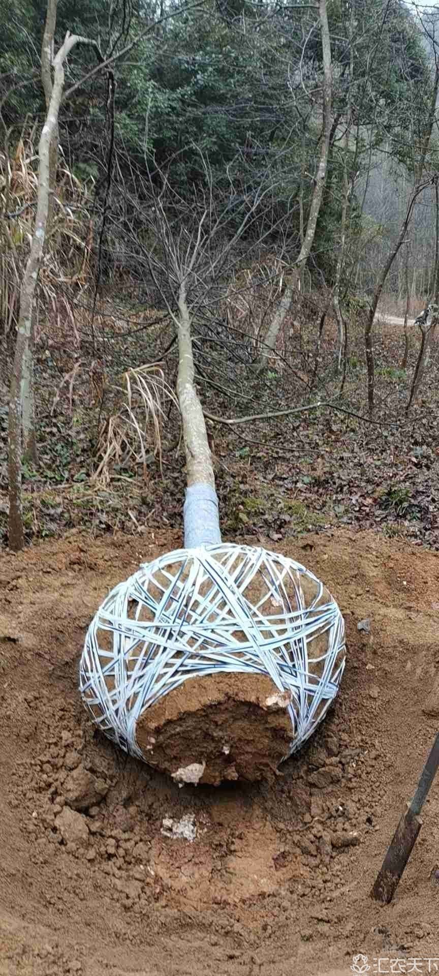 枫香树15/20，规格齐全，欢迎咨询与实地考察。