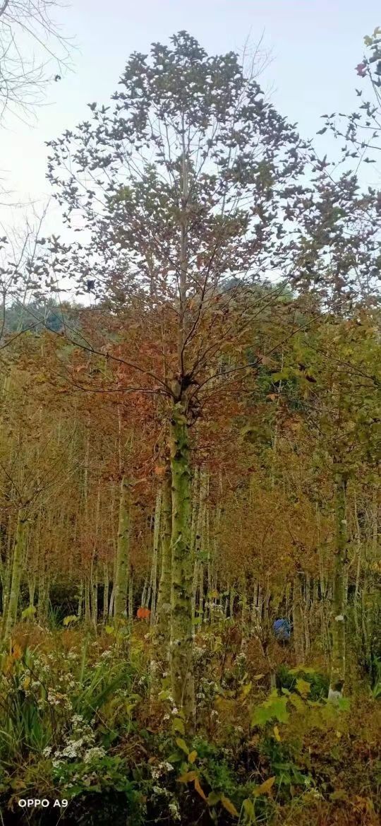 枫香树15/20，规格齐全，欢迎咨询与实地考察。
