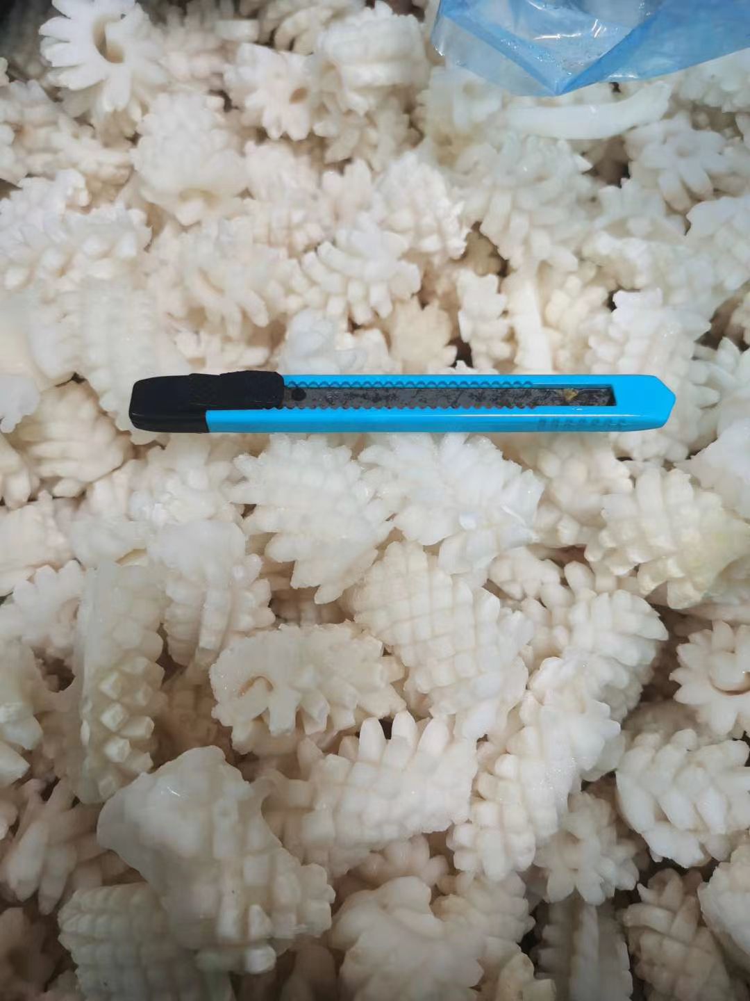 鱿鱼花目鱼花