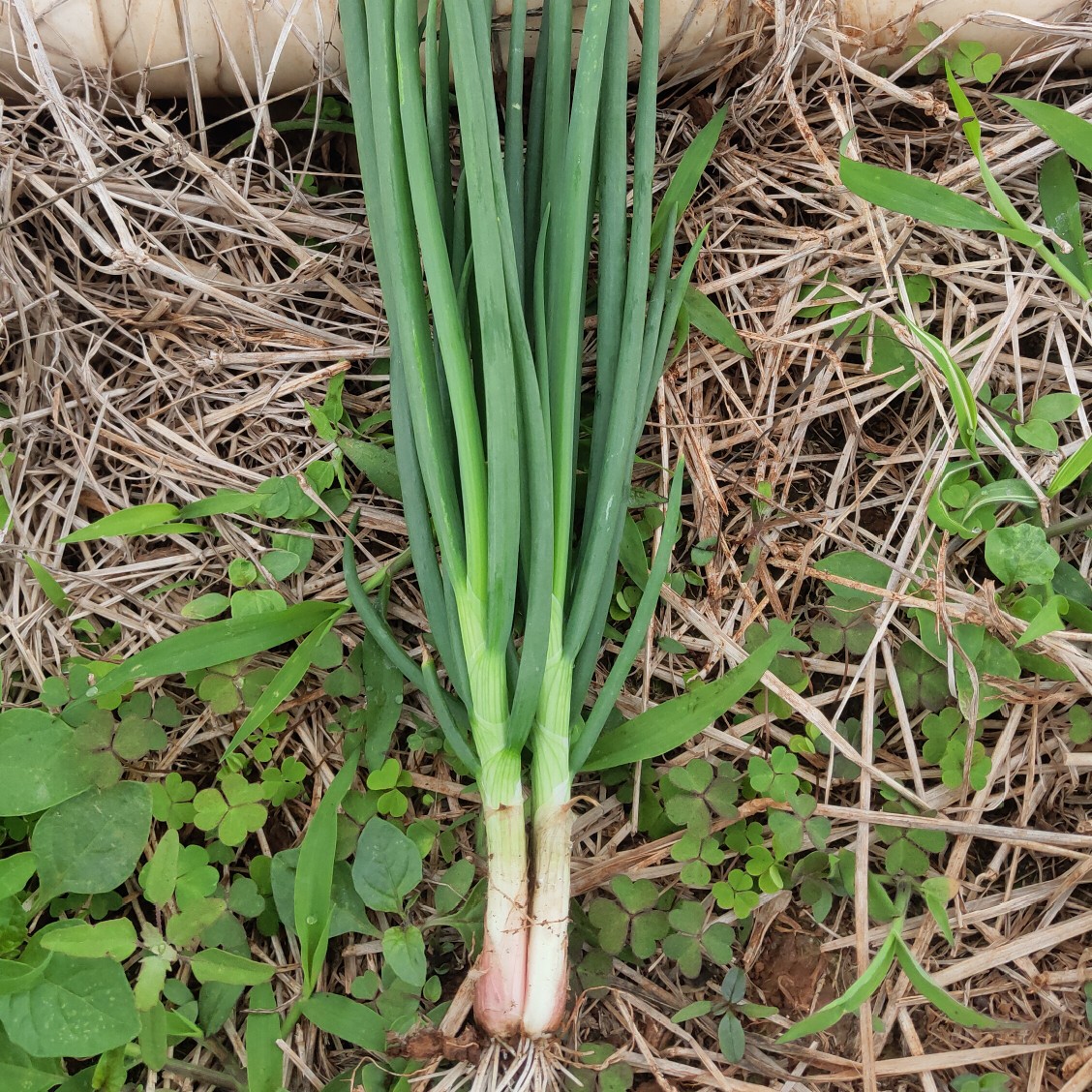  小香葱