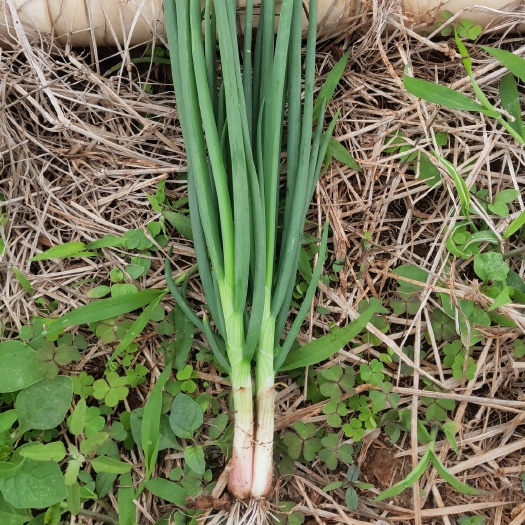 徐闻县 小香葱