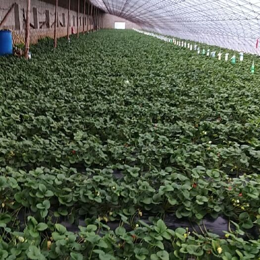 庄河市红颜草莓 庄河自家久久现摘新鲜草莓