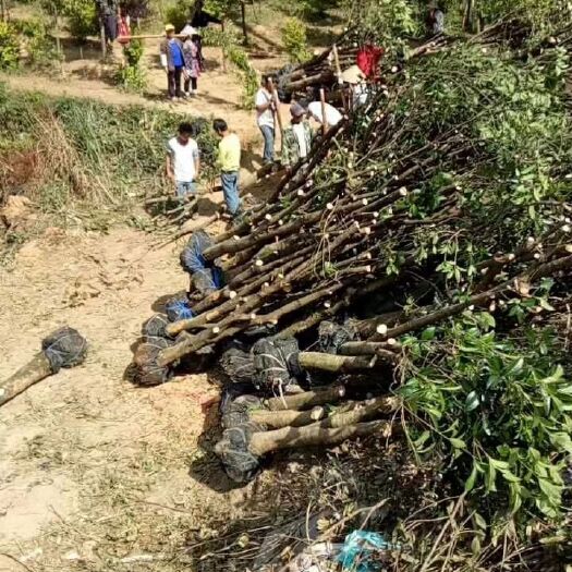 兴安县大量10一25拉机占地桂花树