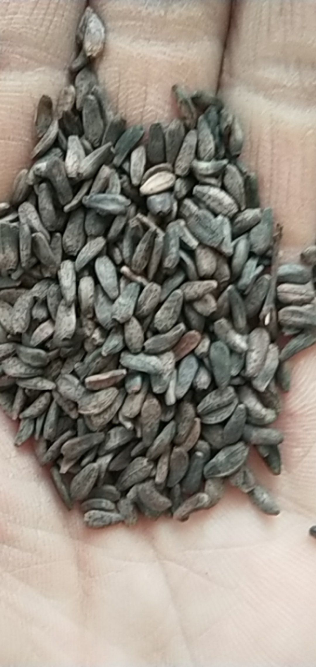 牛大力种子  新产大力子种子 牛蒡子 大力子 ，量大包邮